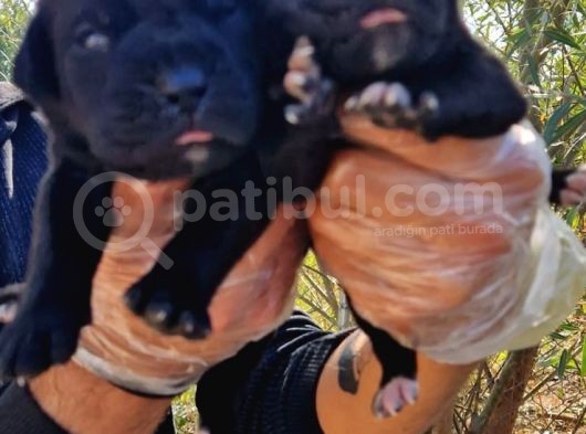 Yavru French Bulldog görsel