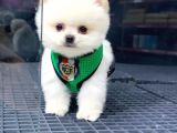 2.5 Aylık Erkek Pomeranian Yavrular