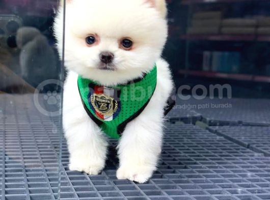 2.5 Aylık Erkek Pomeranian Yavrular görsel