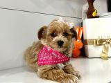 Orji̇nal Malti̇po Yavrular