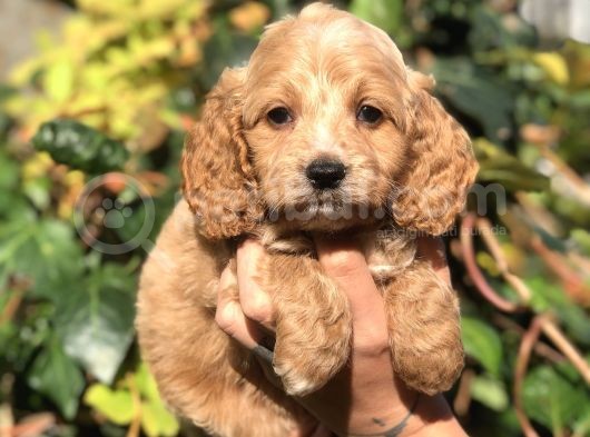 Orjinal Maltıpoo görsel