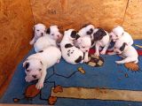 French Bulldog Yavrular
