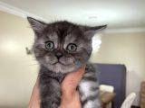 Scottish Fold Ve Longhair Yavrular 2 Aylik