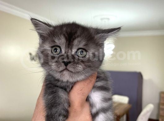 Scottish Fold Ve Longhair Yavrular 2 Aylik