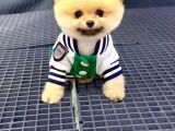 2.5 Aylık Erkek Pomeranian Yavrular