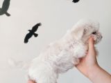 Maltese Terrier Yavrular