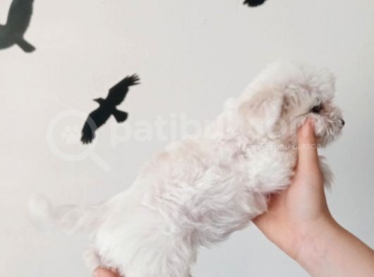Maltese Terrier Yavrular görsel