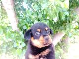 Dişi Rottweiler Yavrular