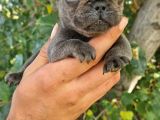 Yavru French Bulldog