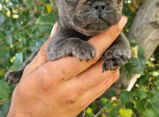 Yavru French Bulldog görsel