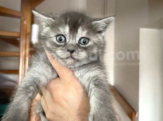 Scottish Fold Ve Longhair Yavrular 2 Aylik görsel