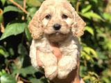 Dizayn Irk Maltıpoo Yavrularımız