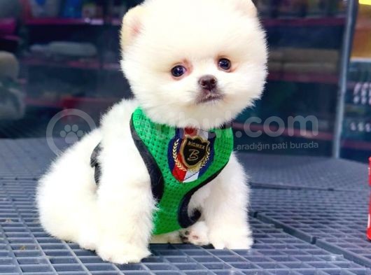 2.5 Aylık Erkek Pomeranian Yavrular görsel
