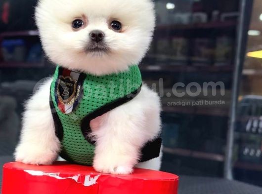 2.5 Aylık Erkek Pomeranian Yavrular görsel