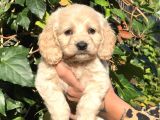 Secereli Anne Babadan Maltıpoo Yavrular