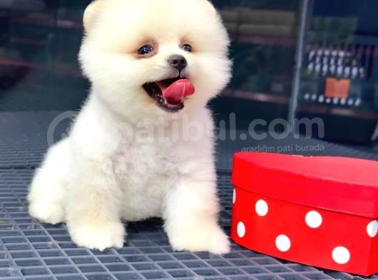2.5 Aylık Erkek Ve Dişi Pomeranian Yavrular