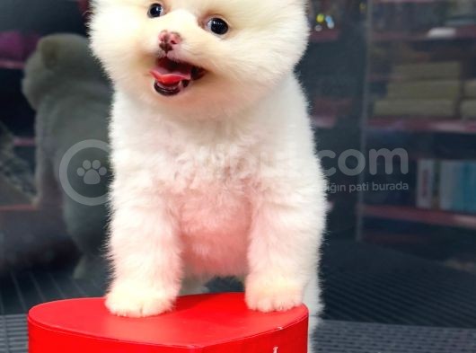 2.5 Aylık Erkek Ve Dişi Pomeranian Yavrular görsel