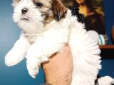 Shihtzu Yavrumuz
