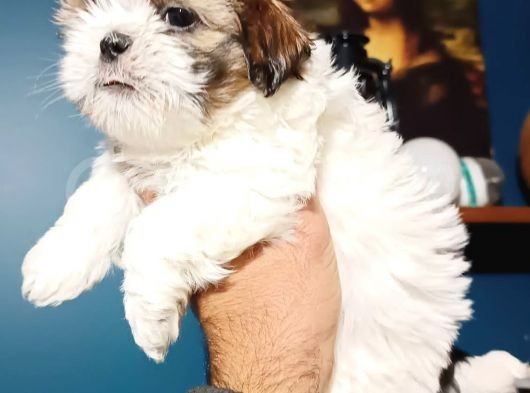 Shihtzu Yavrumuz görsel
