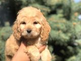 Özel Üretim Dizayn Irk Maltıpoo Yavrular