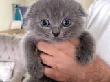 Scottish Fold Ve Longhair Yavrular 2 Aylik