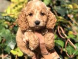 Orjinal Maltıpoo