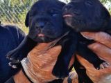 Yavru French Bulldog