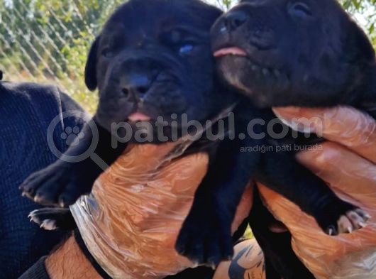 Yavru French Bulldog