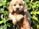 Secereli Anne Babadan Maltıpoo Yavrular