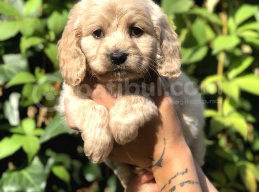 Secereli Anne Babadan Maltıpoo Yavrular görsel