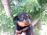 Dişi Rottweiler Yavrular