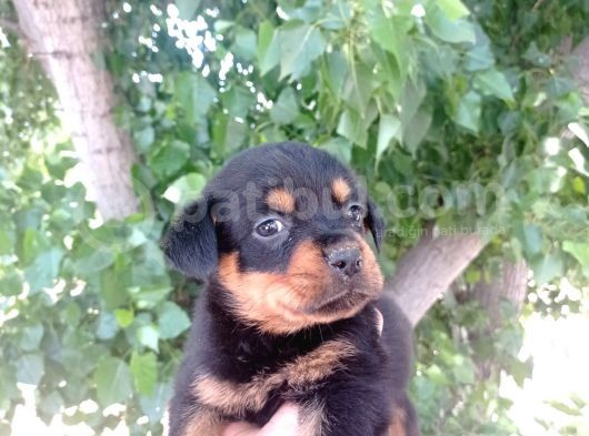 Dişi Rottweiler Yavrular görsel