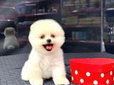 2.5 Aylık Erkek Ve Dişi Pomeranian Yavrular