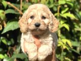 Dizayn Irk Maltıpoo Yavrularımız
