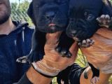 Yavru French Bulldog