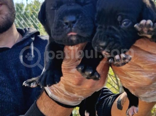 Yavru French Bulldog görsel