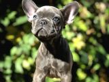 Egzotik Blue Frenchbulldog