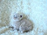 Baby Face Li̇lca Bri̇ti̇sh Shorthai̇r