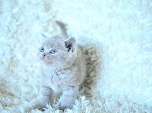 Baby Face Li̇lca Bri̇ti̇sh Shorthai̇r görsel