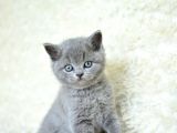 Muhteşem Güzelli̇kte Gri̇ Bri̇ti̇si̇h Shorthai̇r Yavrumuz