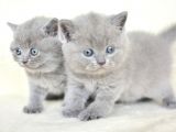 Küt Kafa Gri̇ Bri̇ti̇sh Shorthai̇r Yavrularimiz