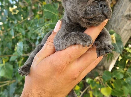 Yavru French Bulldog görsel