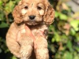 Babyface Maltıpoo