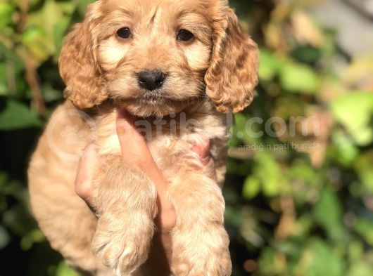 Babyface Maltıpoo görsel