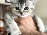 Scottish Fold Ve Longhair Yavrular 2 Aylik