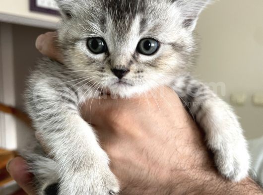 Scottish Fold Ve Longhair Yavrular 2 Aylik görsel
