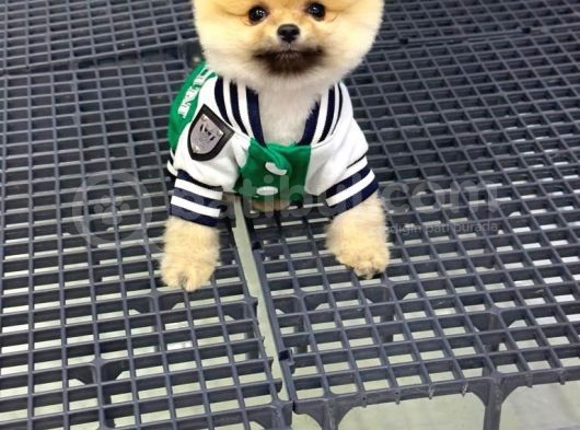2.5 Aylık Erkek Pomeranian Yavrular görsel