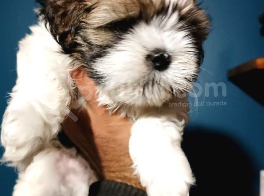 Shihtzu Yavrumuz görsel