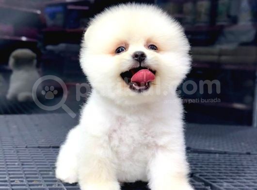 2.5 Aylık Erkek Ve Dişi Pomeranian Yavrular görsel