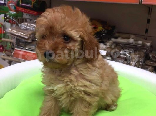 Show Kalite Malti̇po Ci̇nsi̇ görsel